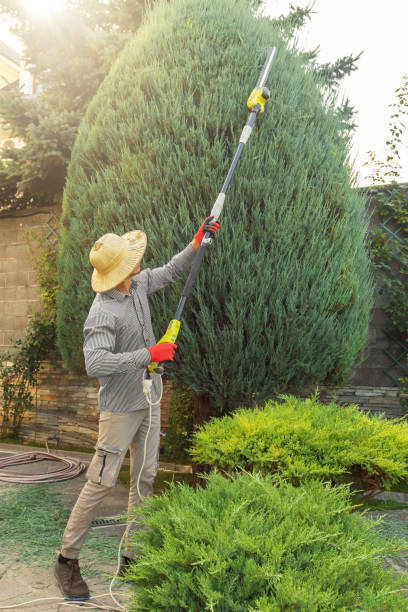 Best Pest Control for Lawns  in Cedar Glen Lakes, NJ